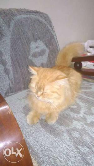 2 years old fertile female persian cat