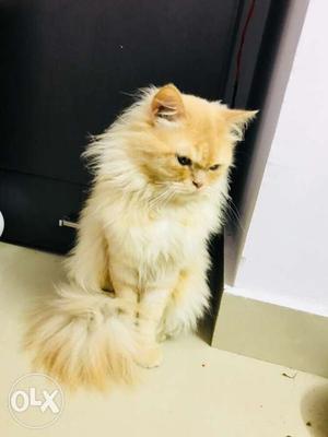 2 years old male Persian cat for mating..not for