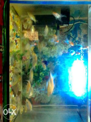 20 rs pair fishes golden colur buy 4 get 2 free