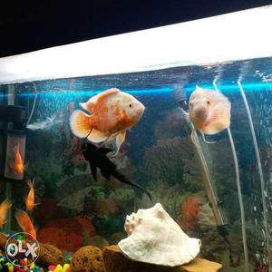 2Albino Oscar and 2Red oscar..each 8inch in size