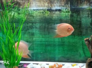 3"-4" shivram fish 1 pair very active and a plant