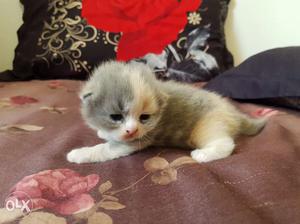 3 week old persian kitten's for sale
