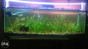 4 feet planted Aquarium without stand.