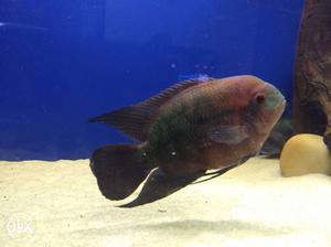 6 inch choclate cichlid fish for sale