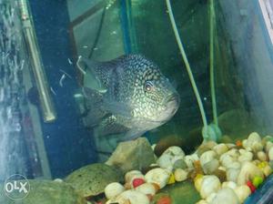 8 inch single taxex fish avialable for sale