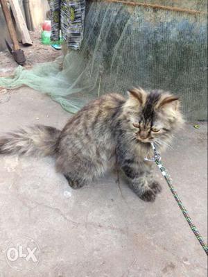 8 months old healthy persian female cat for sale