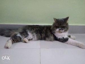 9 month Persian cat,grey colour