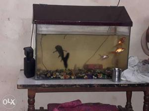 A good condition fish tank,with 3 kg stons,4 gold