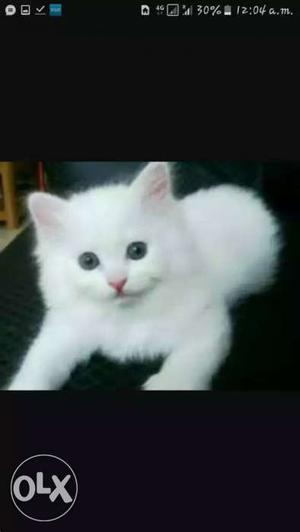 African white cat