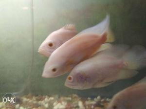 Albino Oscar 6 pcs, 4 inches long just for 500