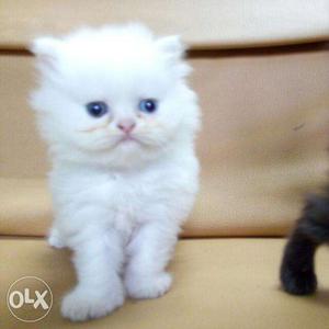 All Different Types Of Persian Kittens Available