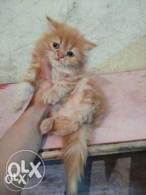 All Persian Kitten Available