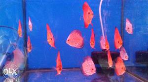 All kinds of Discus fish for sale