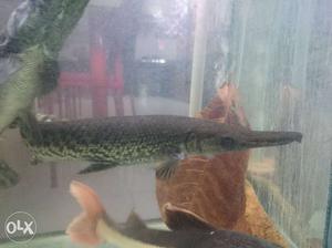 Alligator Fish available for sell or exchange.