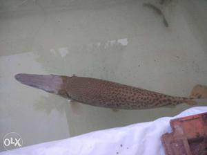 Alligator gar _Brown And Black Spotted Long-snout fish more