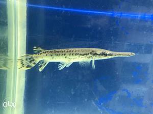 Alligator gar fish 8 inch