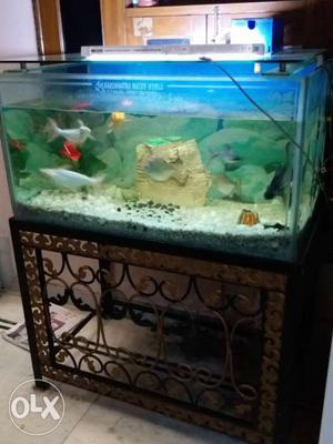 Approx 4.5'×2' fish aquarium with solid ms iron