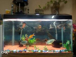 Aquarium for sale. With all fishes n stones