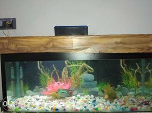 Aquarium tank 3ft wit beautiful flower horn fish top made