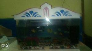 Aquarium with lot of fish 10 days old with nice