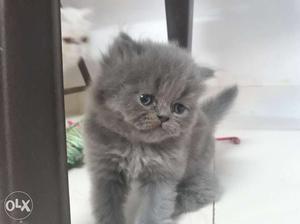 Beautifil gray kitten avelibell