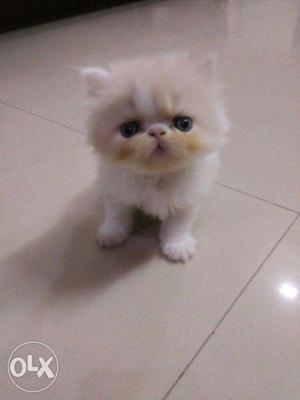 Beautiful Persian Kitten Extreme Punch Face Kitten available