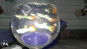 Beautiful guppy fish for sale in ahmedabad 2 pair 10 guupy