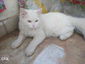 Beautiful persian cat activ female 4month old