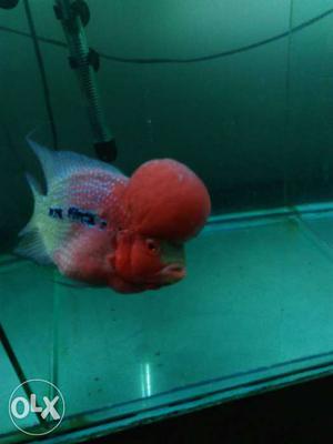 Beautiful red dragon Ball head flowerhorn fish