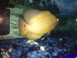 Beige And Orange Aquarium Fish
