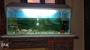Big fish tank in excellent condition with full set up