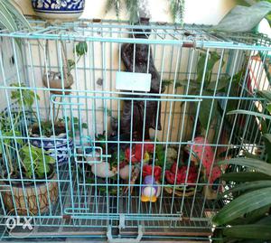 Big size cage for sale