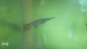 Black And Gray Long-nose Gar