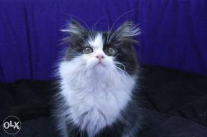 Black And White PERSIAN KITTEN Available for sale