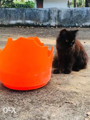 Black Cat And Orange Container
