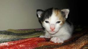 Black, Tan, And White Short Fur Kitten