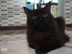 Black persian cat (male) for mating