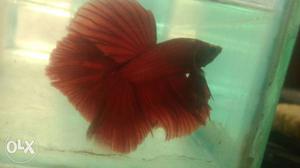 Blood red Betta available