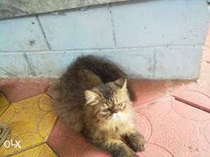 Brown And Gray Cat. 5mnths old.. Persian cat