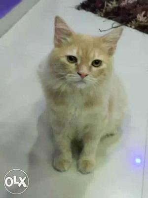 Brown male Persian cat