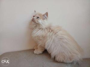 Cat High quality persian aged 5 months very healthy