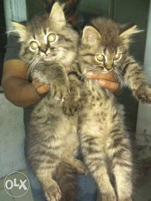 Cat Male female pair double coated tabby Persian