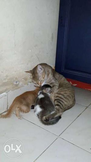 Cat with 2 cute kittens