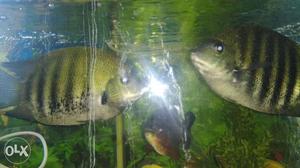Chromide fish  rs pair..size 8 inch..
