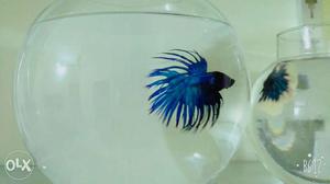 Crown beta fish Pepsi blue with bowl
