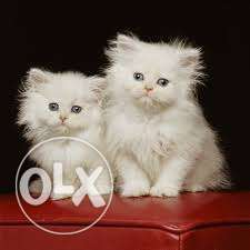 Cute and playfull persian cats