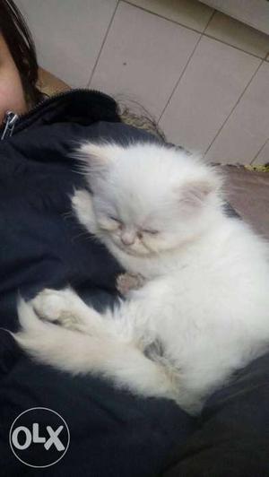 Cute kitten percian