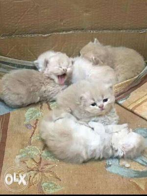 Cute persian Kittens available in Mumbai  each