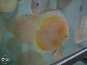 Discus Albino Confirm Pair...