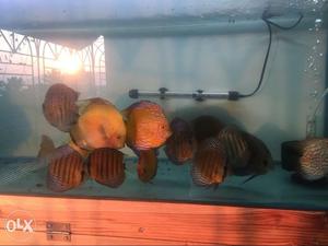 Discus fish for sale